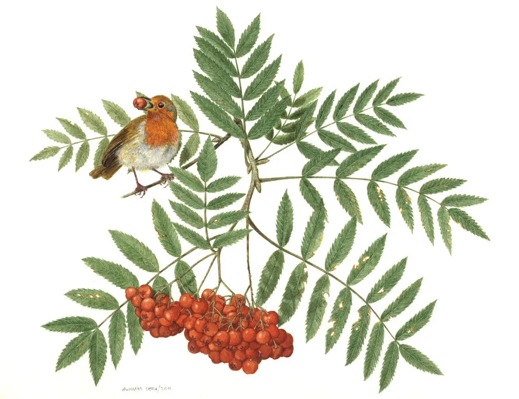 Bird sitting on the branch of a Rowan tree